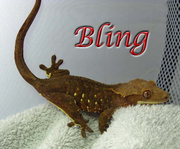 bling the gecko